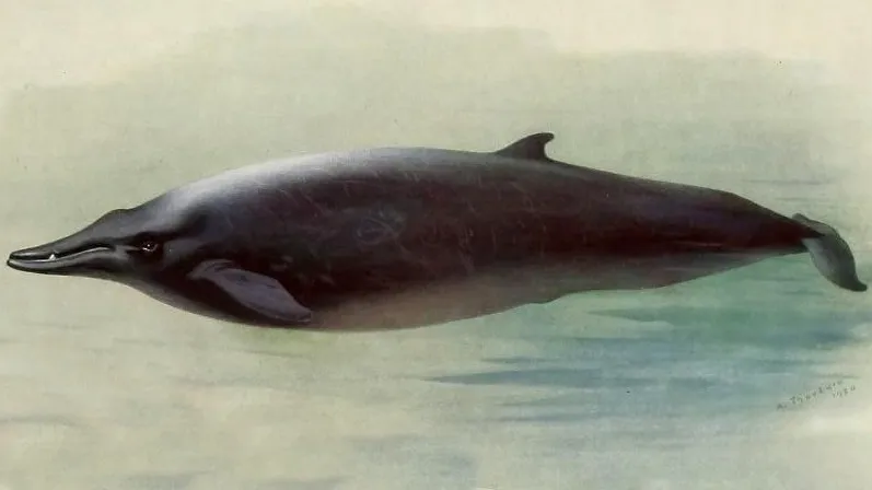 Sowerby's Beaked Whale (Mesoplodon bidens)