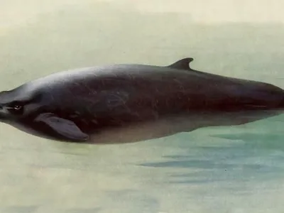 Sowerby's Beaked Whale