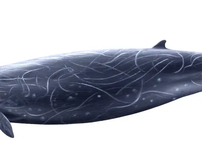 Andrews' Beaked Whale