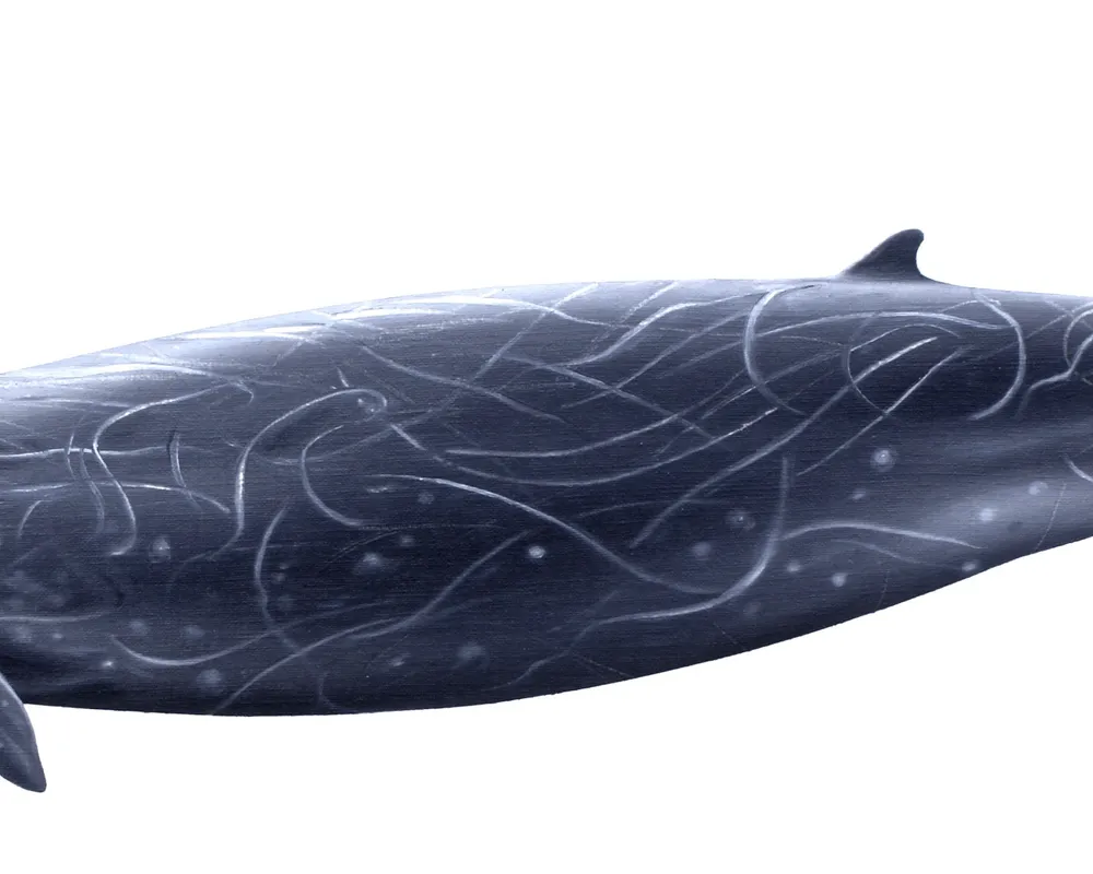 Andrews' Beaked Whale (Mesoplodon bowdoini)