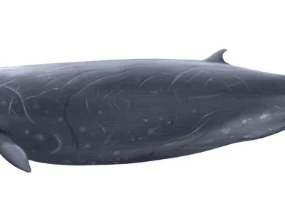Hubbs' Beaked Whale