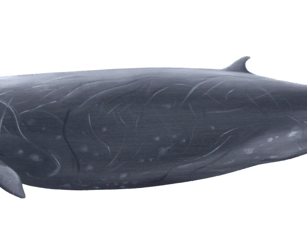 Hubbs' Beaked Whale (Mesoplodon carlhubbsi)