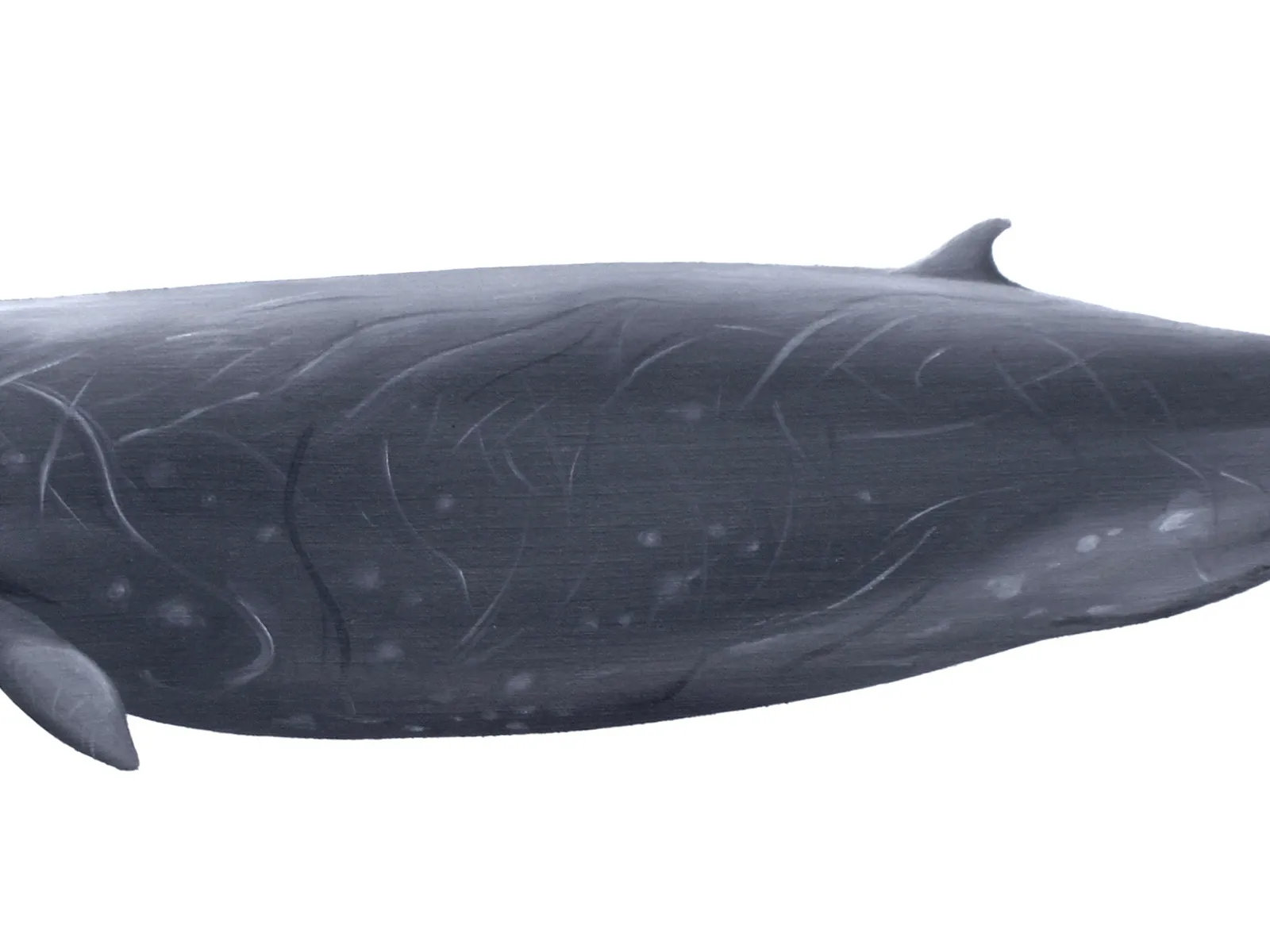 Hubbs' Beaked Whale (Mesoplodon carlhubbsi)