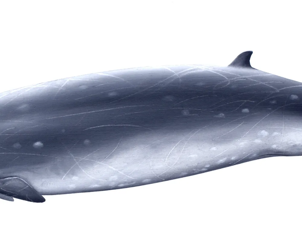 Blainville's Beaked Whale (Mesoplodon densirostris)