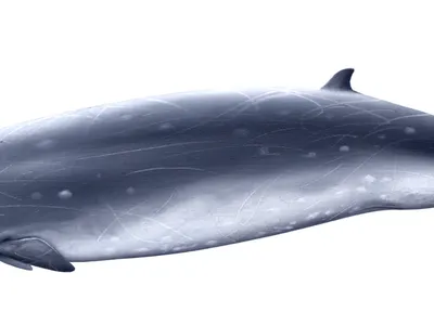 Blainville's Beaked Whale