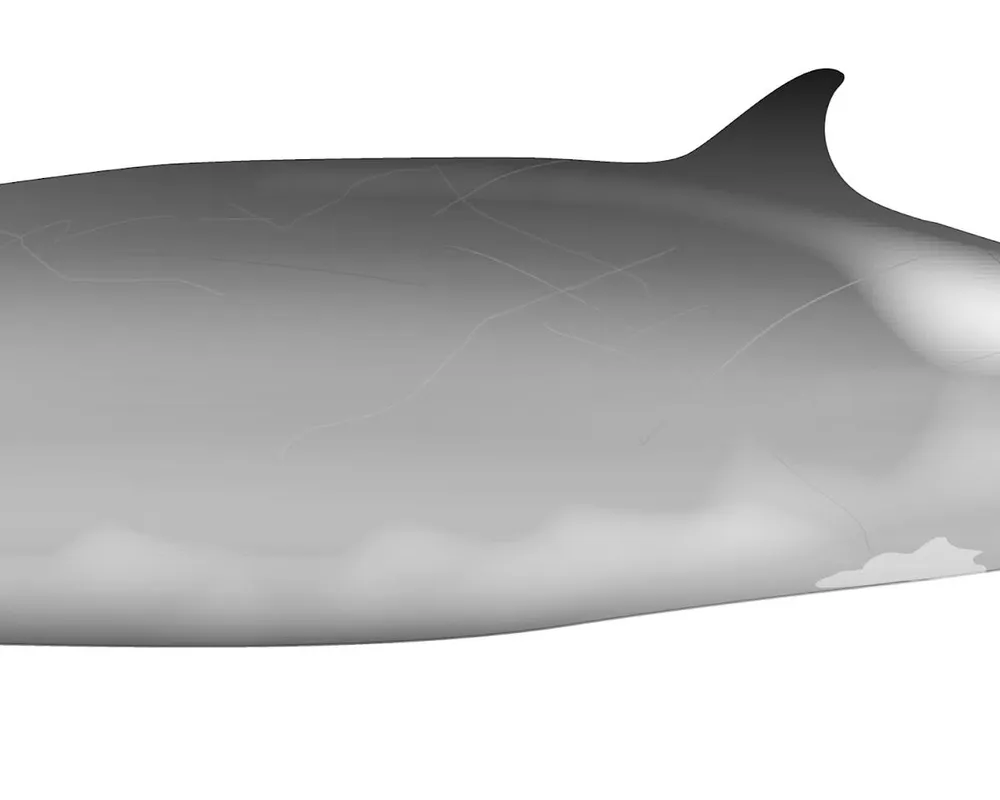 Ramari's Beaked Whale (Mesoplodon eueu)