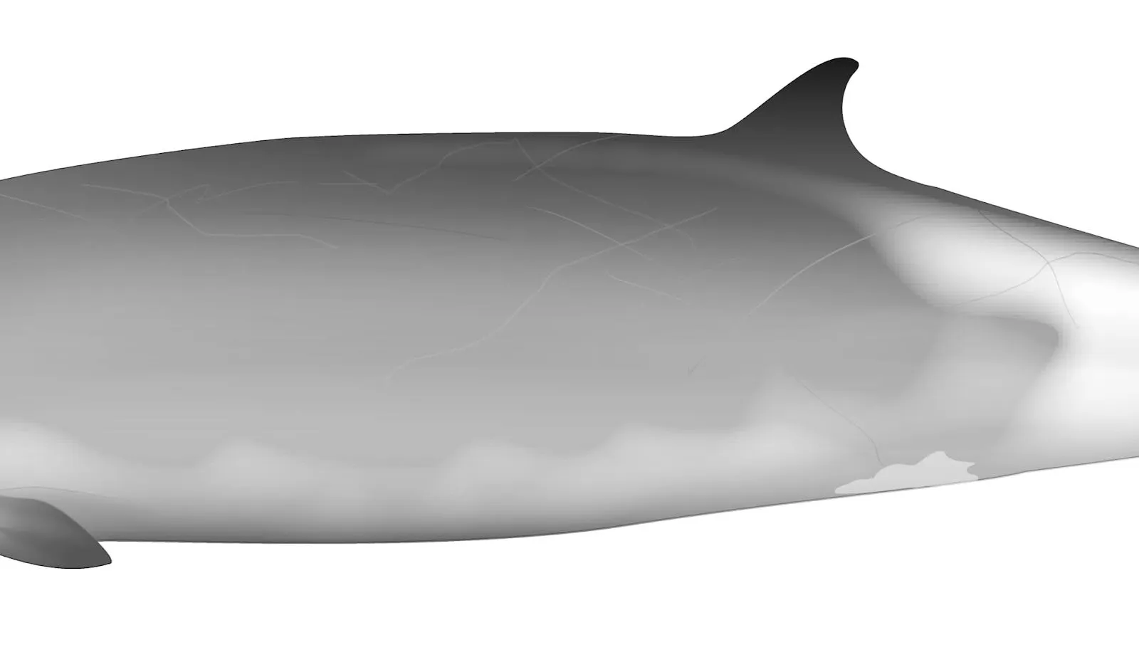 Ramari's Beaked Whale (Mesoplodon eueu)