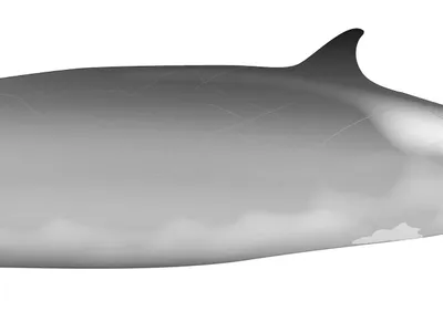 Ramari's Beaked Whale