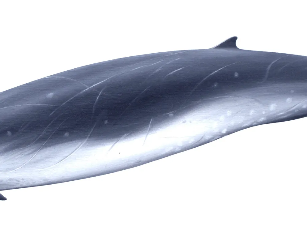 Gervais' Beaked Whale (Mesoplodon europaeus)