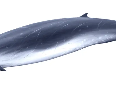 Gervais' Beaked Whale