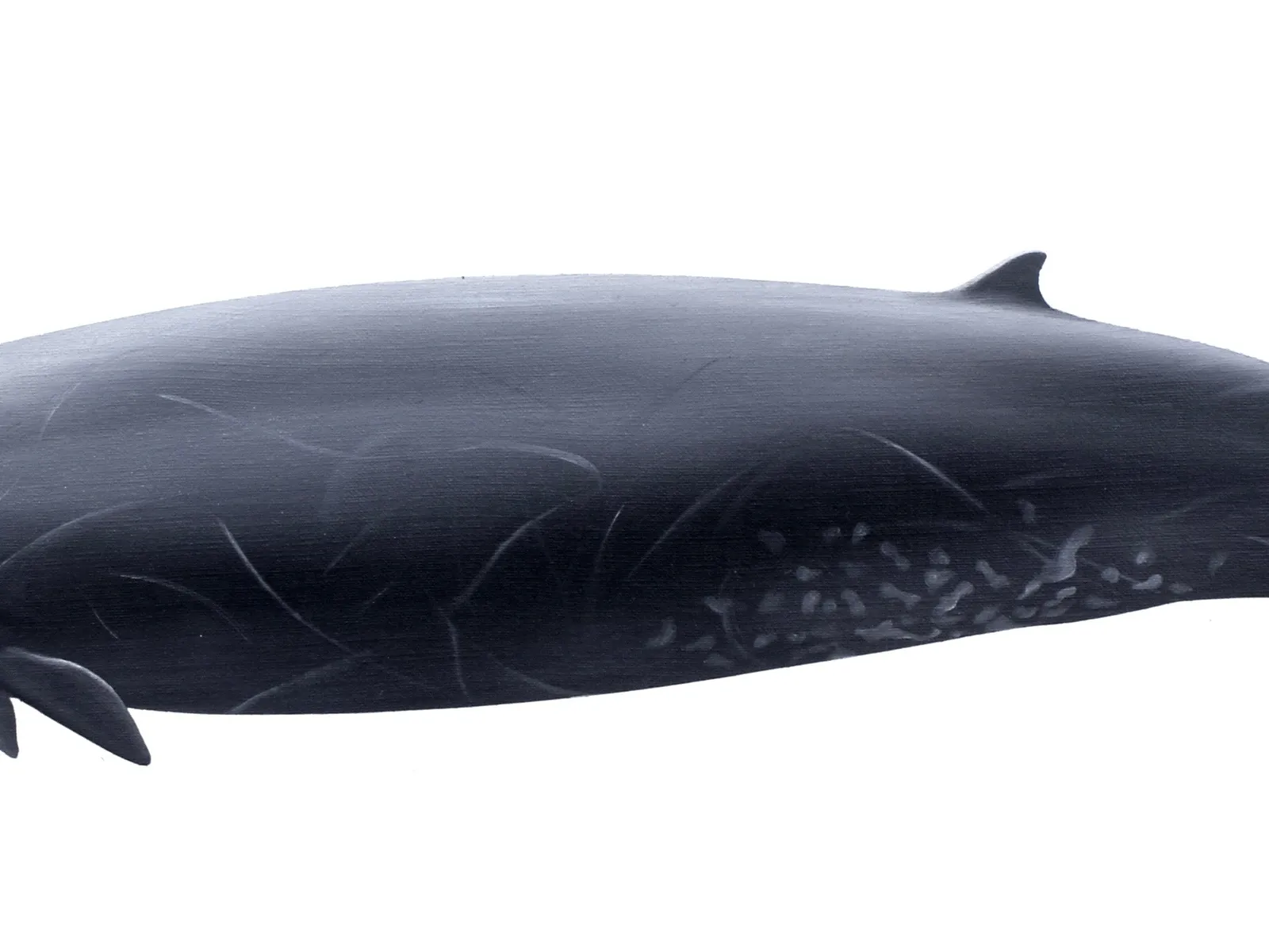 Ginkgo-toothed Beaked Whale (Mesoplodon ginkgodens)
