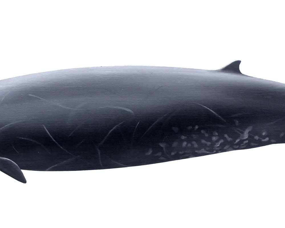 Ginkgo-toothed Beaked Whale (Mesoplodon ginkgodens)