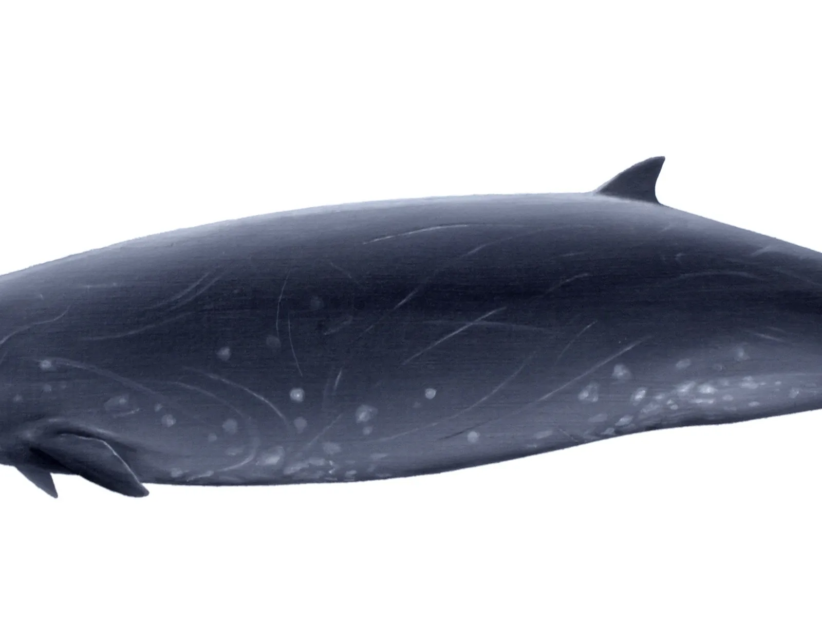 Gray's Beaked Whale (Mesoplodon grayi)
