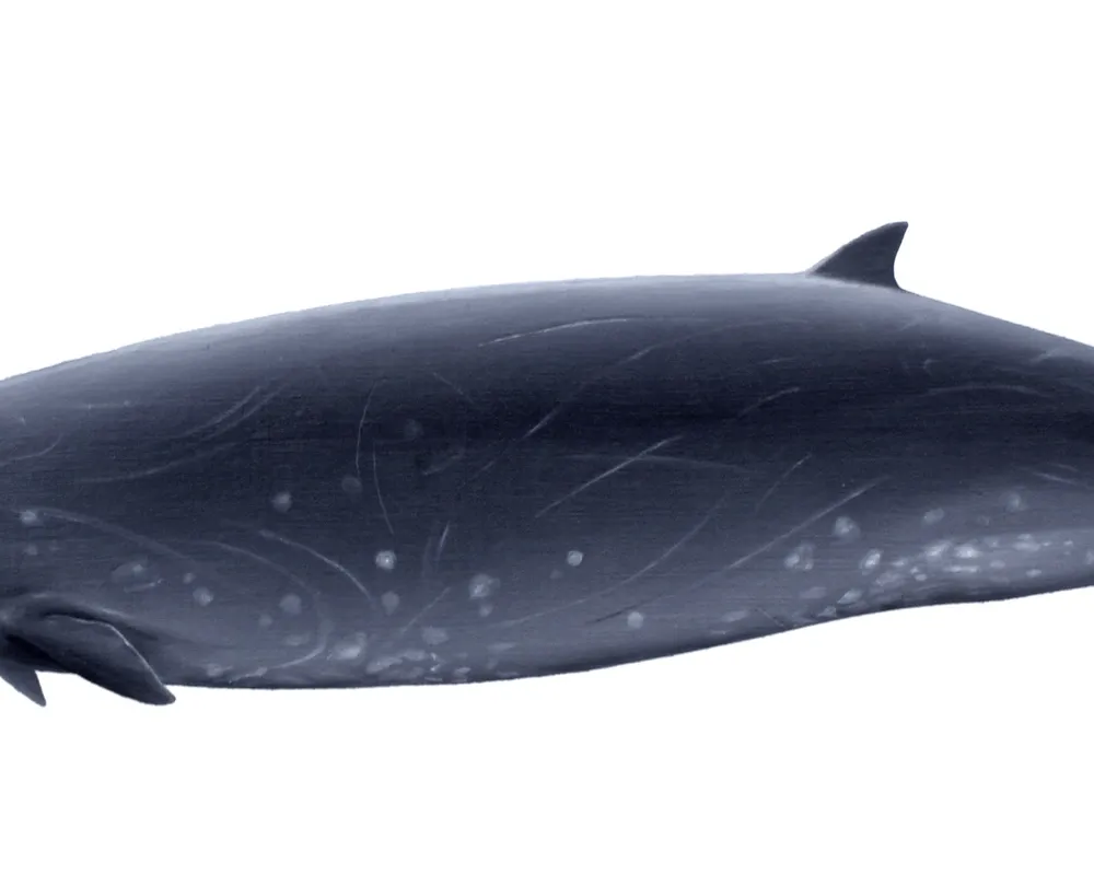 Gray's Beaked Whale (Mesoplodon grayi)