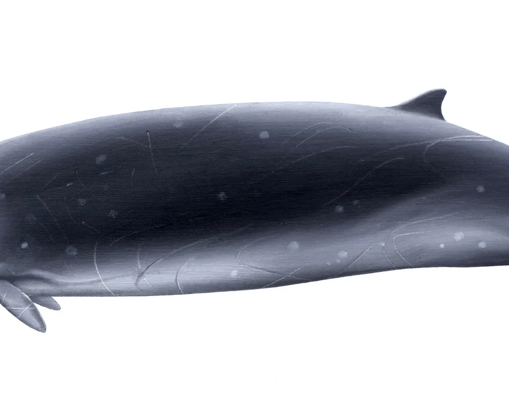 Hector's Beaked Whale (Mesoplodon hectori)