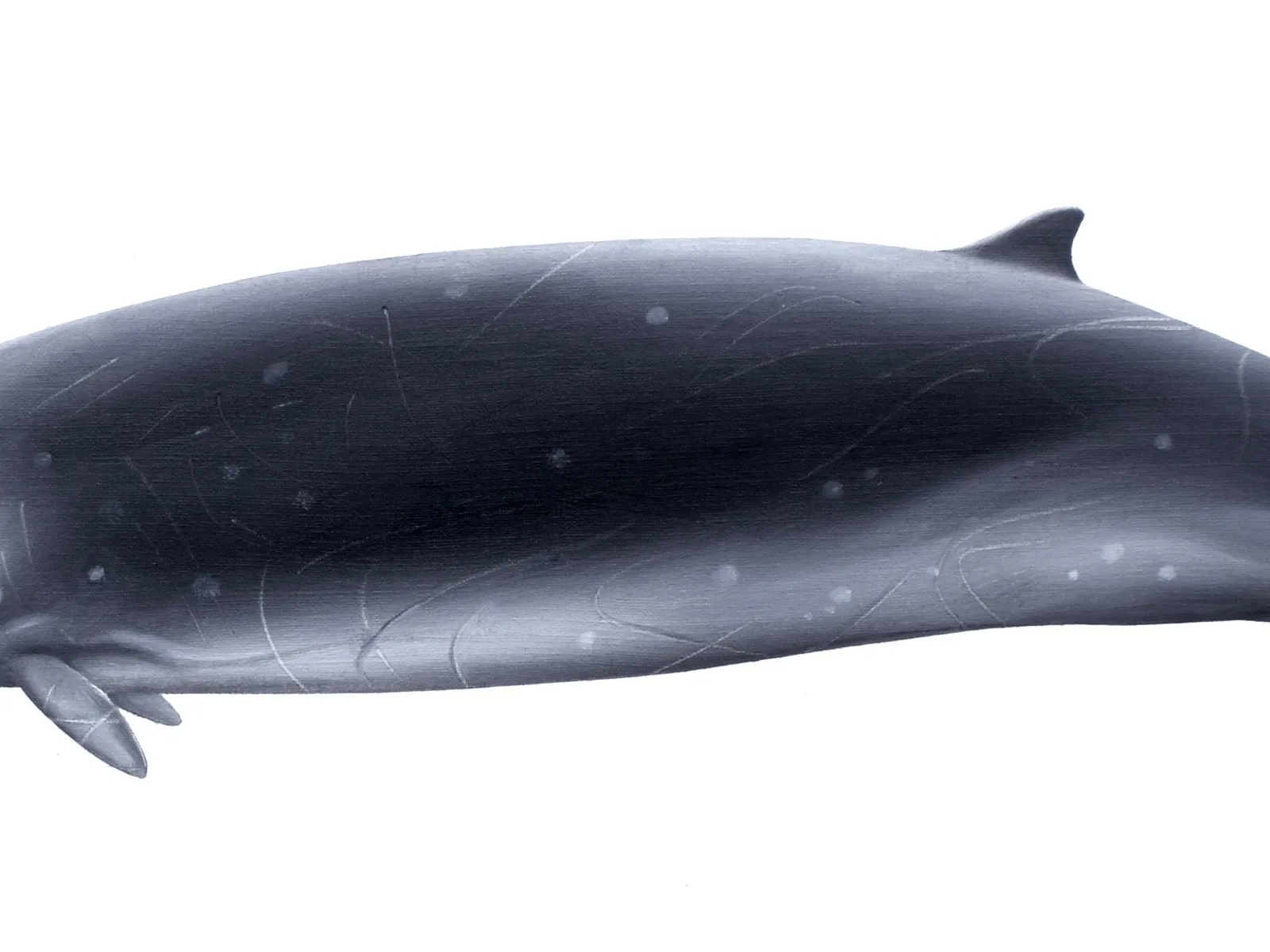 Hector's Beaked Whale (Mesoplodon hectori)