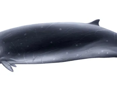 Hector's Beaked Whale