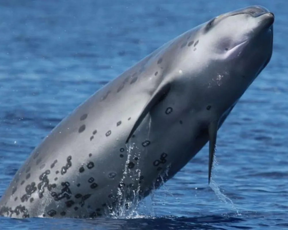 Deraniyagala's Beaked Whale (Mesoplodon hotaula)