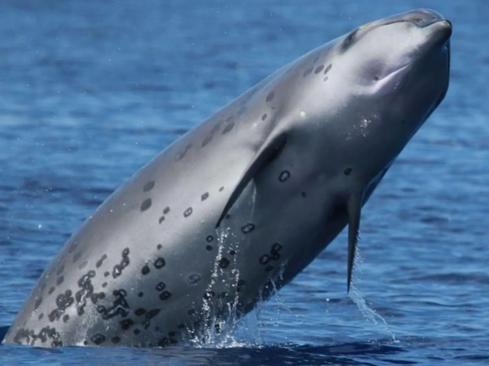 Deraniyagala's Beaked Whale (Mesoplodon hotaula)