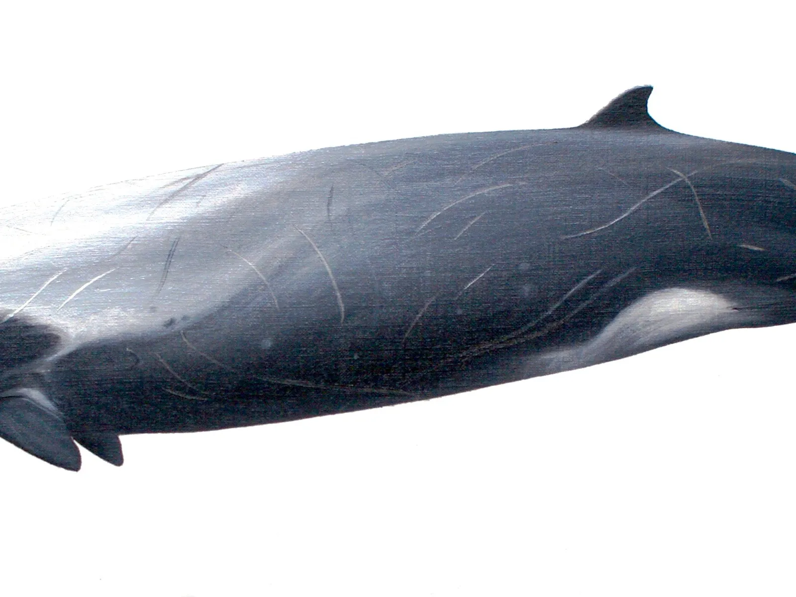 Strap-toothed Beaked Whale (Mesoplodon layardii)
