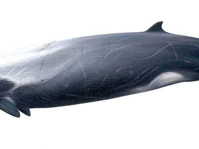 Strap-toothed Beaked Whale
