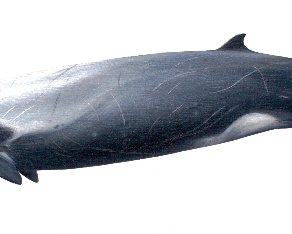 Strap-toothed Beaked Whale (Mesoplodon layardii)