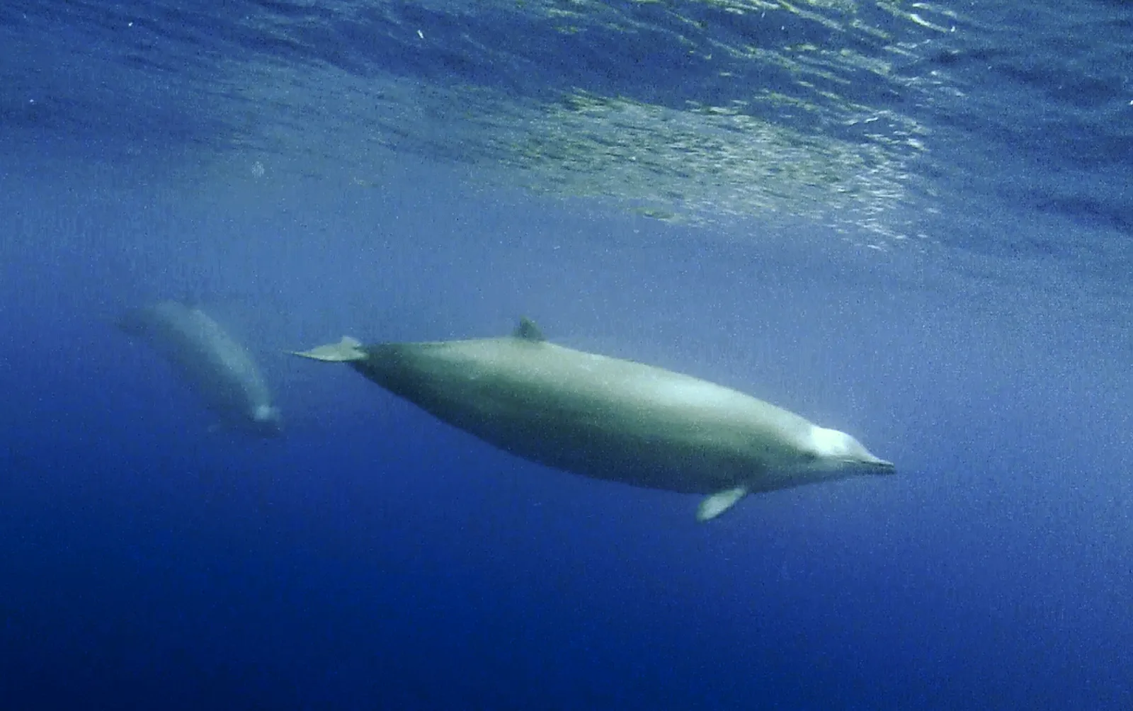 True's Beaked Whale (Mesoplodon mirus)
