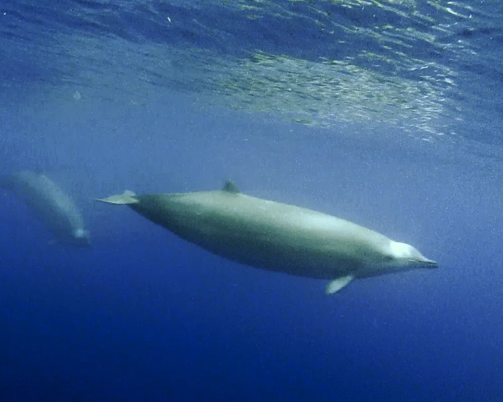 True's Beaked Whale (Mesoplodon mirus)