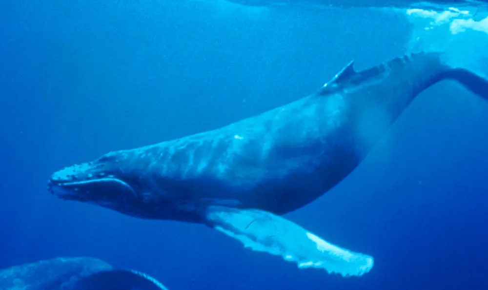 Humpback Whale (Megaptera novaeangliae)