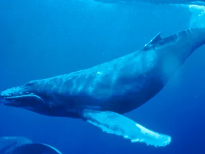Humpback Whale