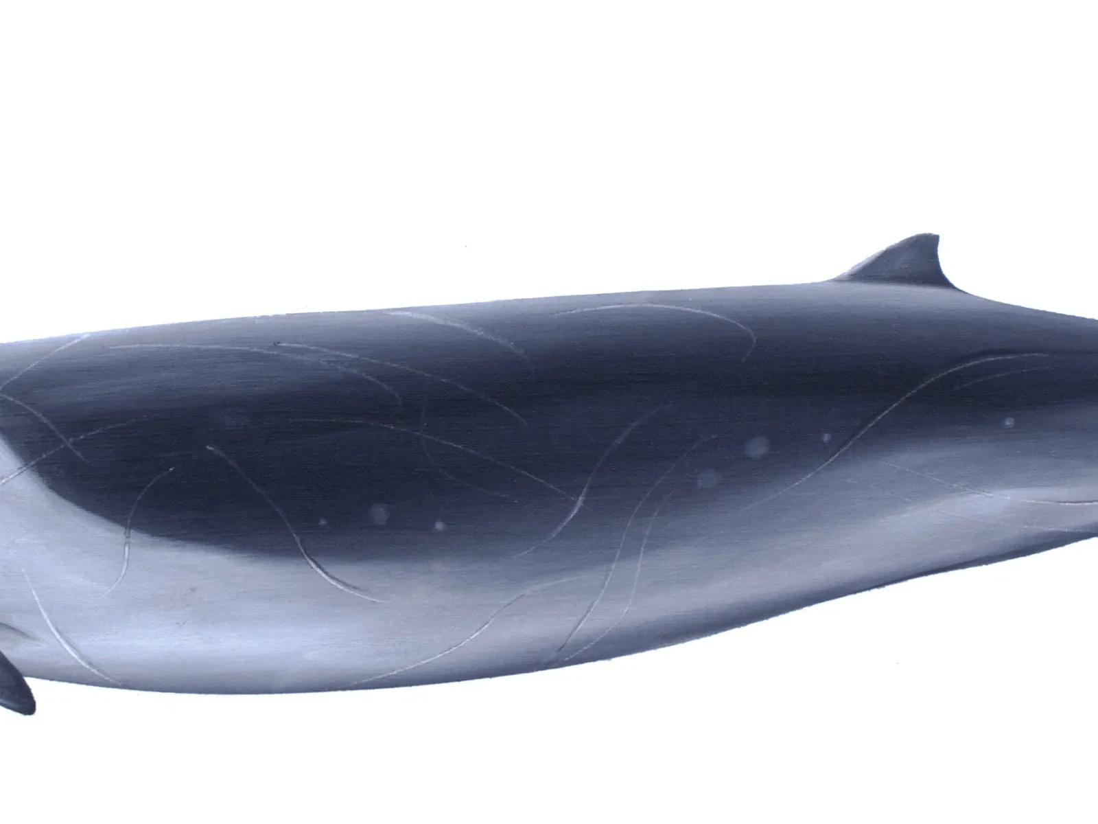 Perrin's Beaked Whale (Mesoplodon perrini)