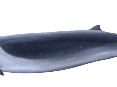 Perrin's Beaked Whale