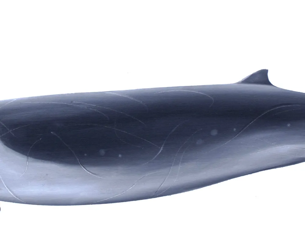 Perrin's Beaked Whale (Mesoplodon perrini)