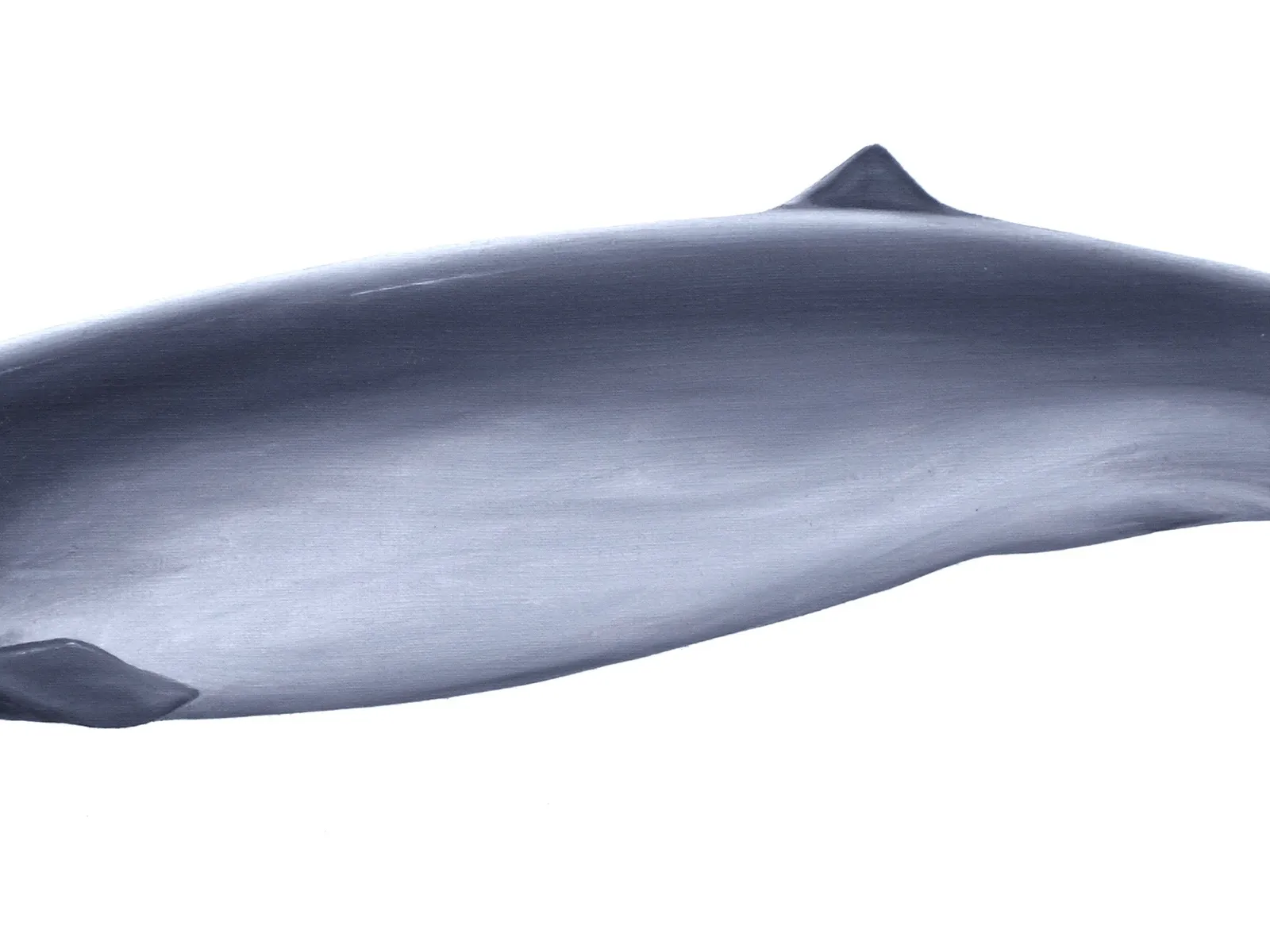 Pygmy Beaked Whale (Mesoplodon peruvianus)