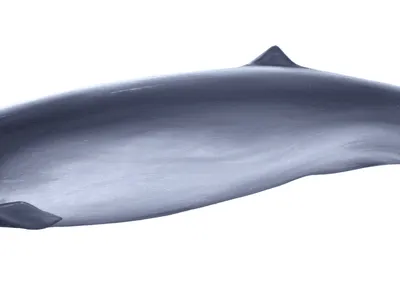 Pygmy Beaked Whale