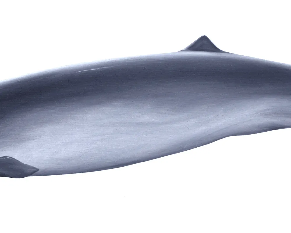 Pygmy Beaked Whale (Mesoplodon peruvianus)