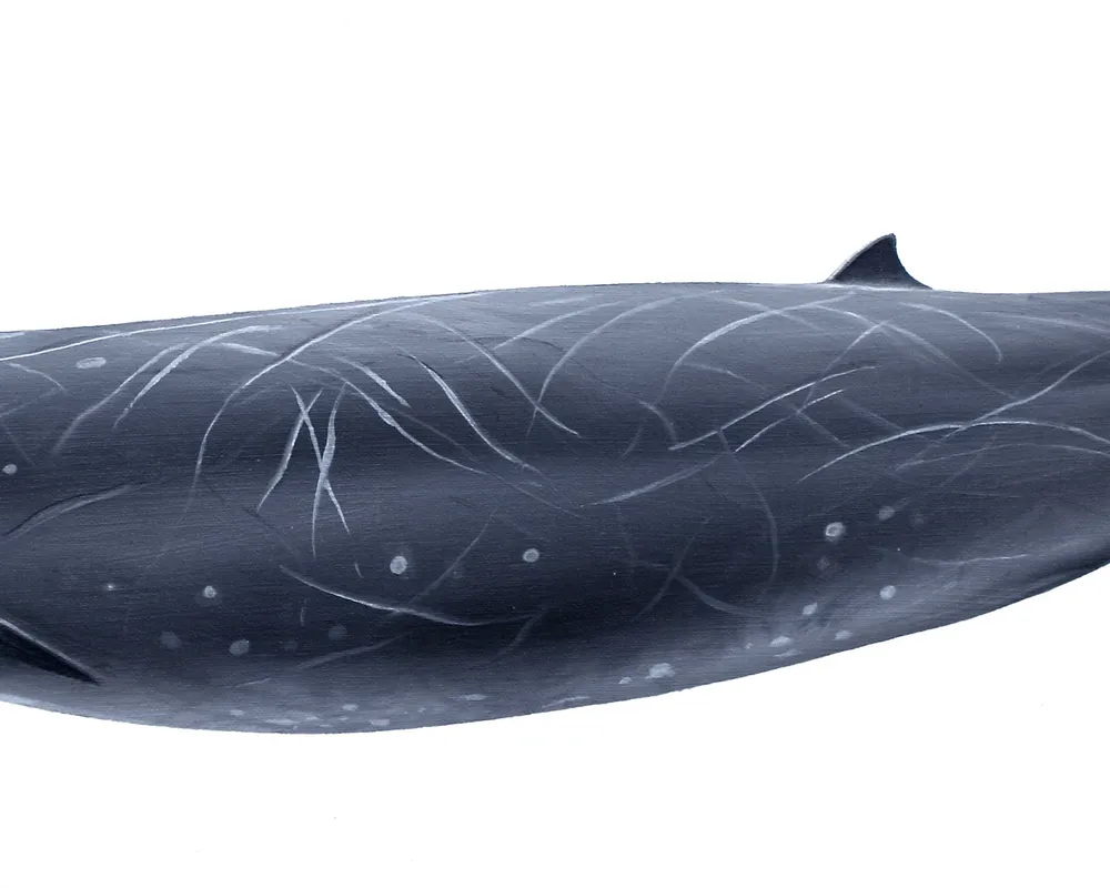 Stejneger's Beaked Whale (Mesoplodon stejnegeri)