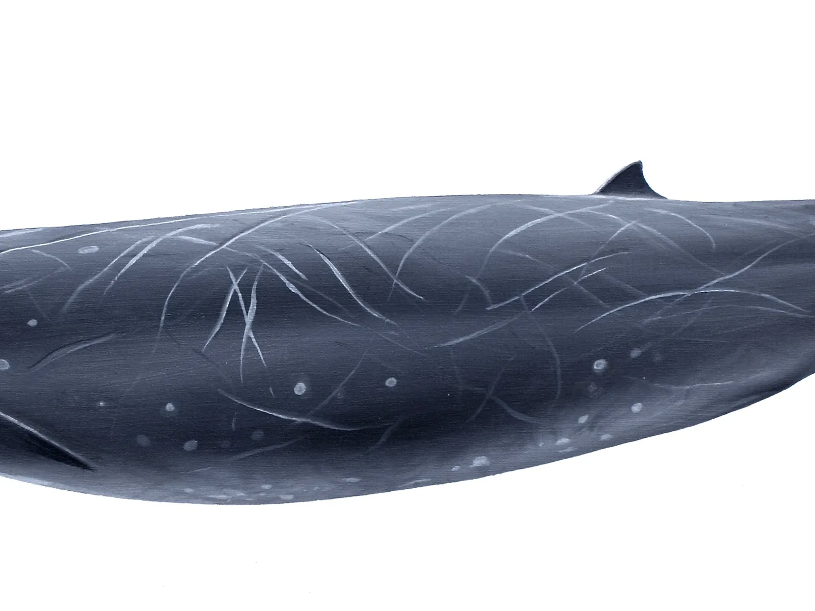 Stejneger's Beaked Whale (Mesoplodon stejnegeri)