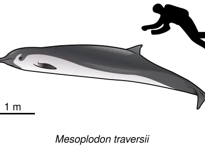 Spade-toothed Whale