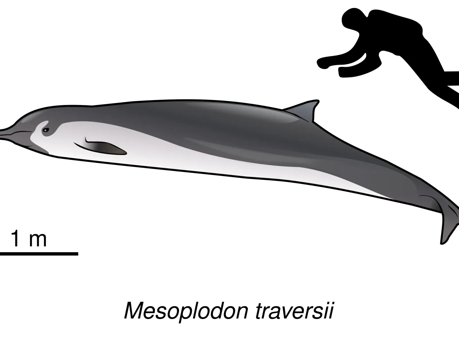 Spade-toothed Whale (Mesoplodon traversii)