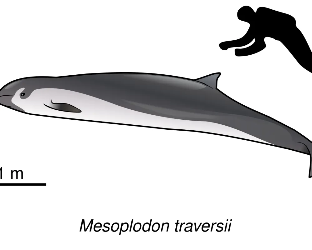 Spade-toothed Whale (Mesoplodon traversii)