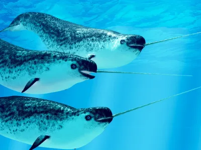 Narwhal