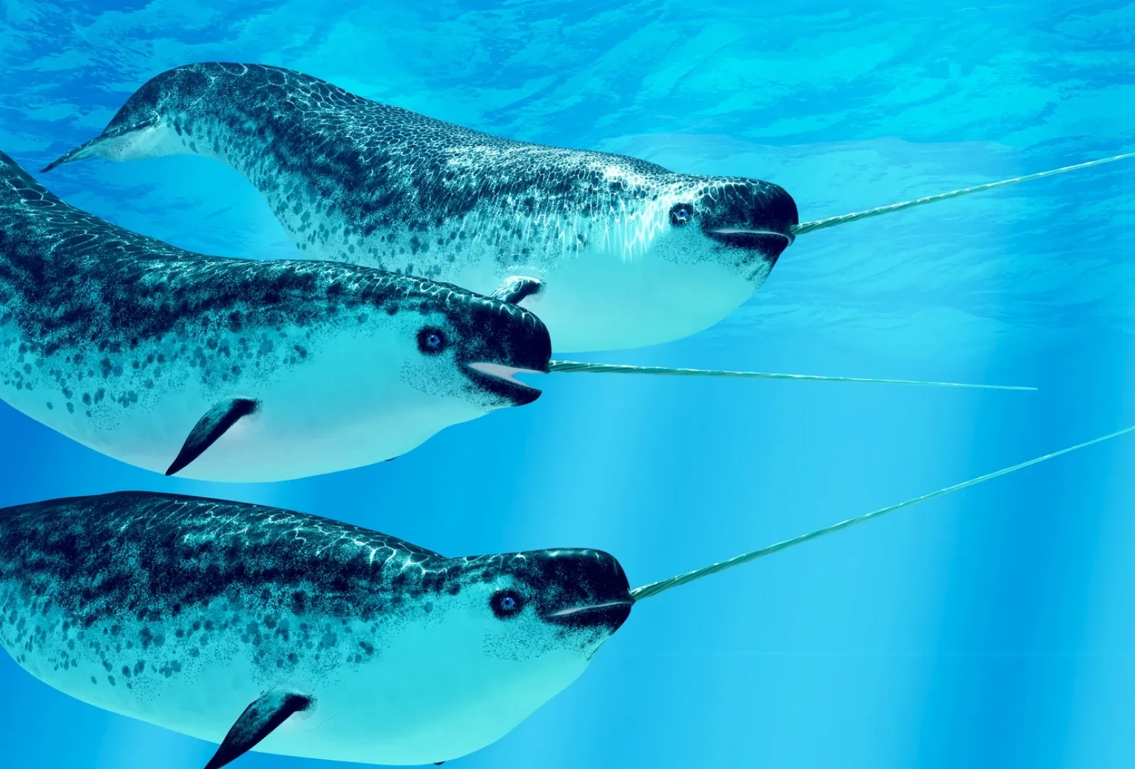 Narwhal (Monodon monoceros)