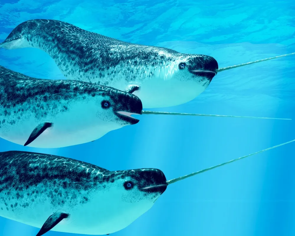 Narwhal (Monodon monoceros)