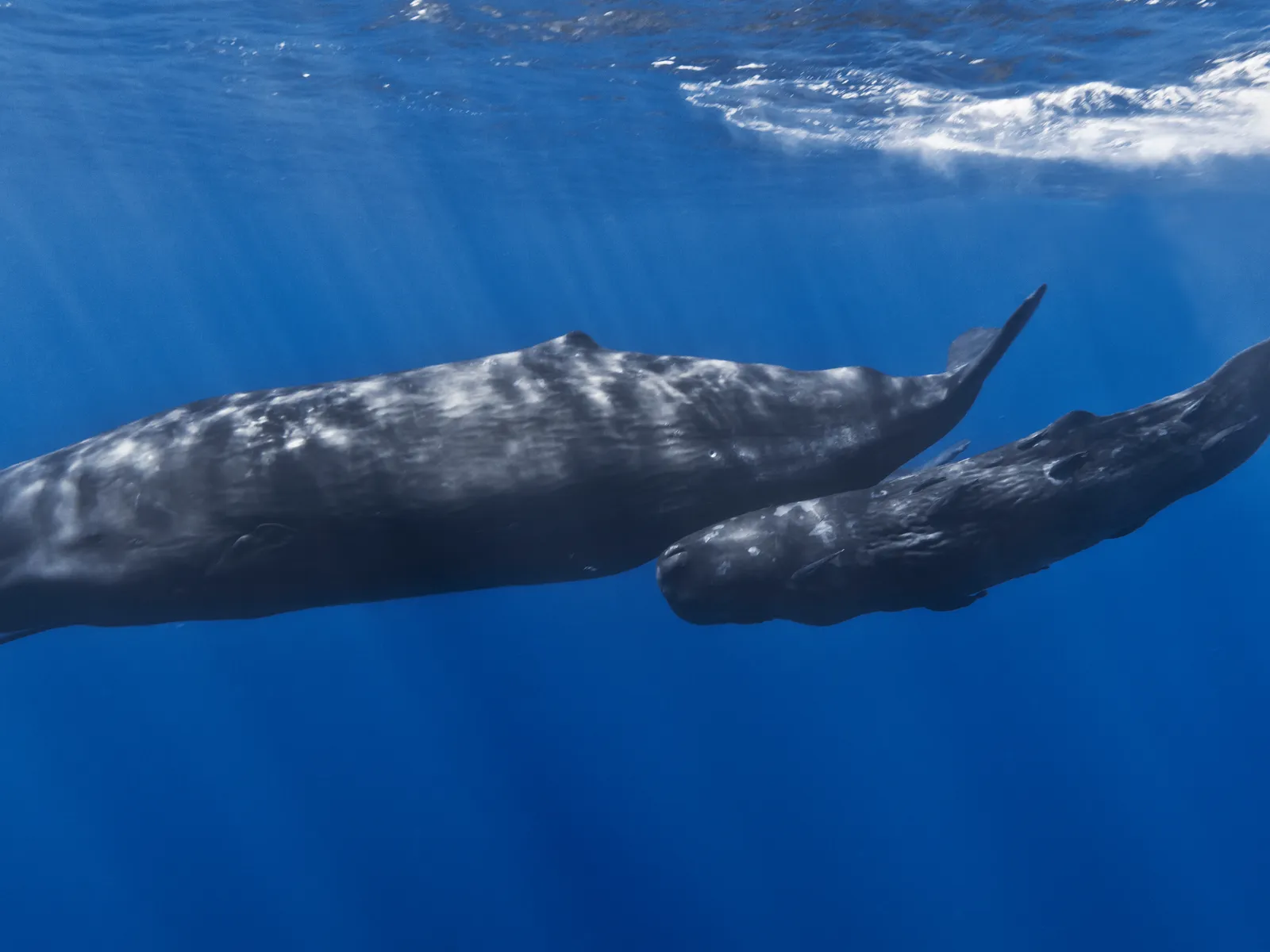 Sperm Whale (Physeter macrocephalus)