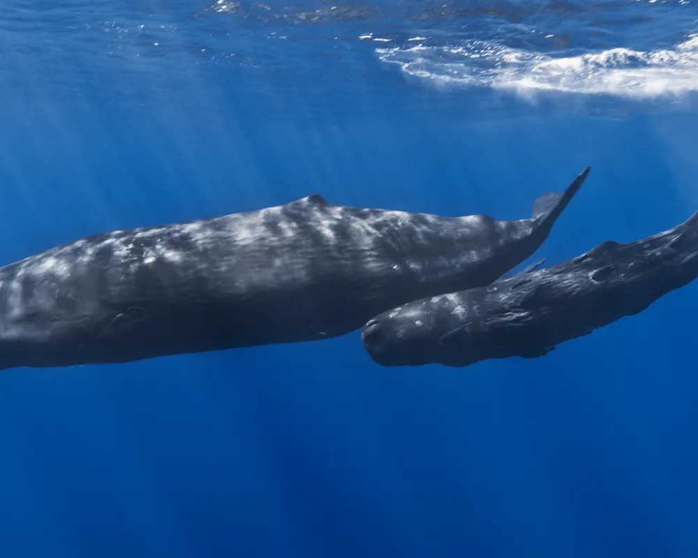 Sperm Whale (Physeter macrocephalus)