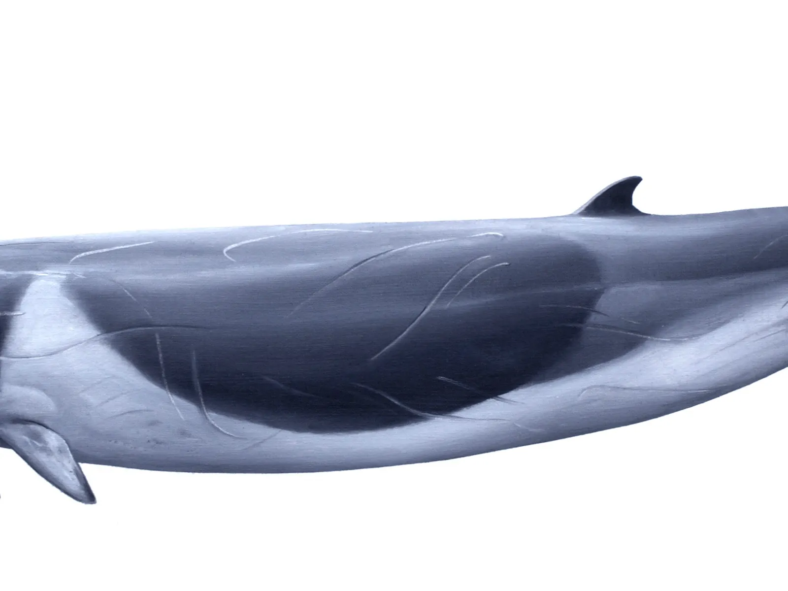Shepherd's Beaked Whale (Tasmacetus shepherdi)