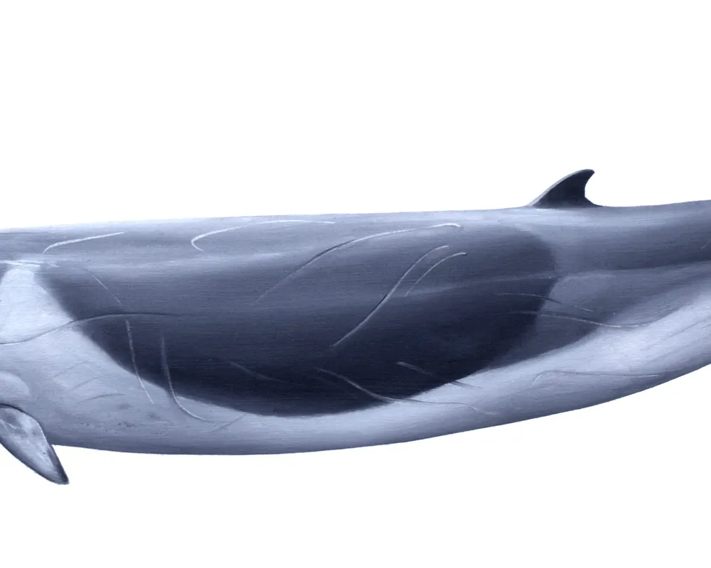 Shepherd's Beaked Whale (Tasmacetus shepherdi)