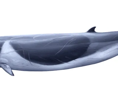 Shepherd's Beaked Whale