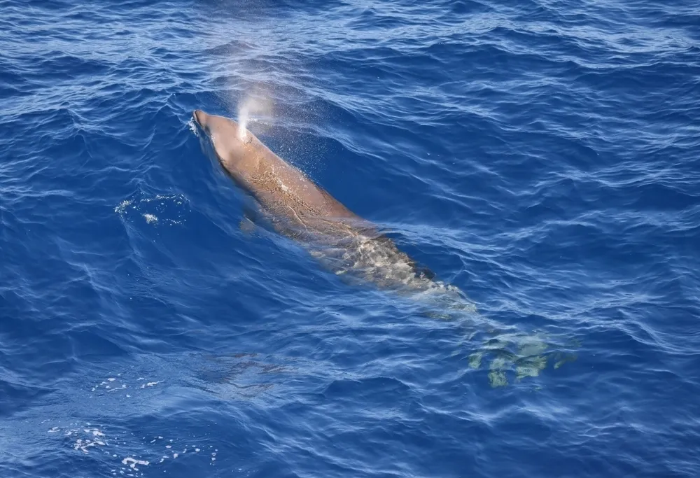 Cuvier's Beaked Whale (Ziphius cavirostris)